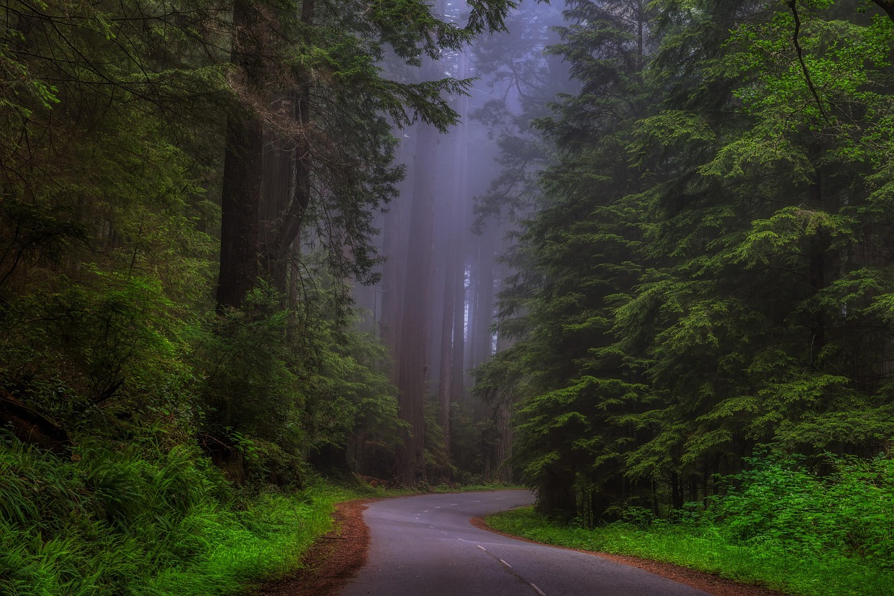 Lessons From the Redwood: Why Your Network Is Your Root System