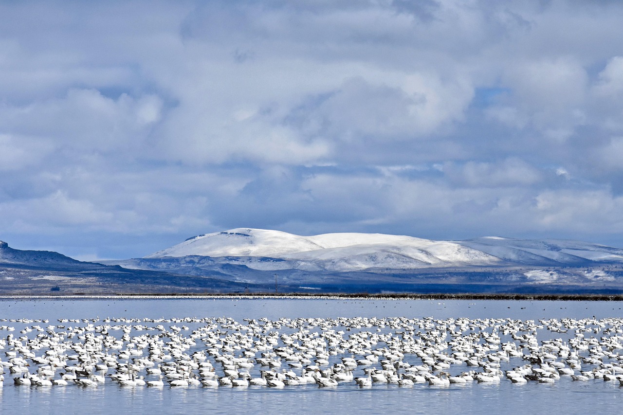 Migratory Thinking: Why Sometimes the Brave Move Is to Leave