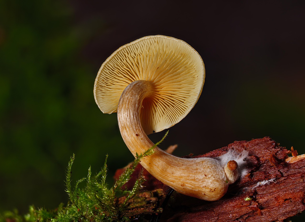 Mycelium and the Art of Being Quietly Connected