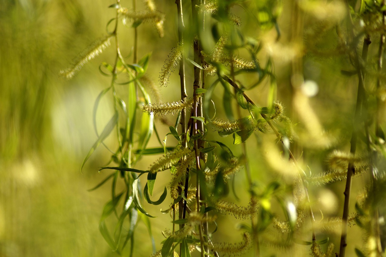 Resilience Like a Willow: Bending Without Breaking in Hard Times