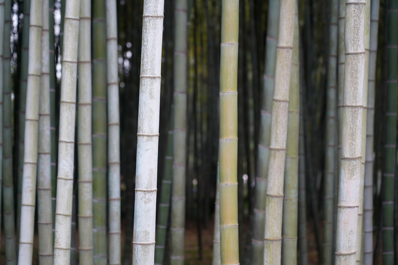 The Bamboo Strategy: Growing Slowly, Then All at Once