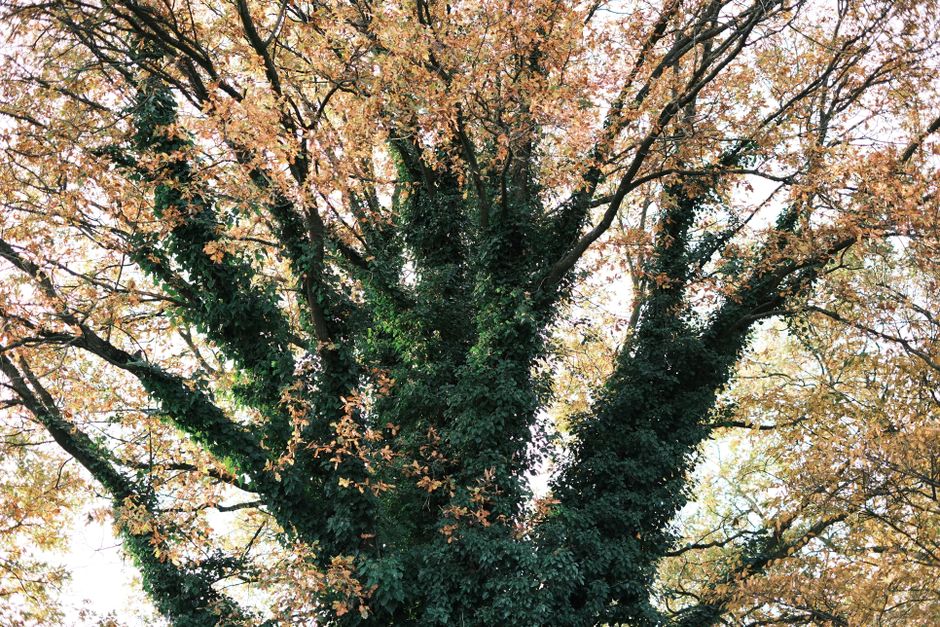 The Oak Doesn't Rush: What Slow Growth Teaches Us About Career Patience