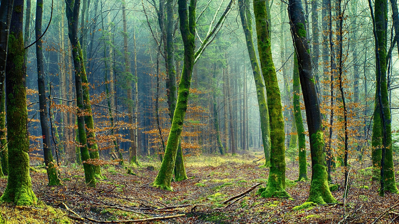 What the Forest Floor Teaches Us About Rebuilding After a Setback