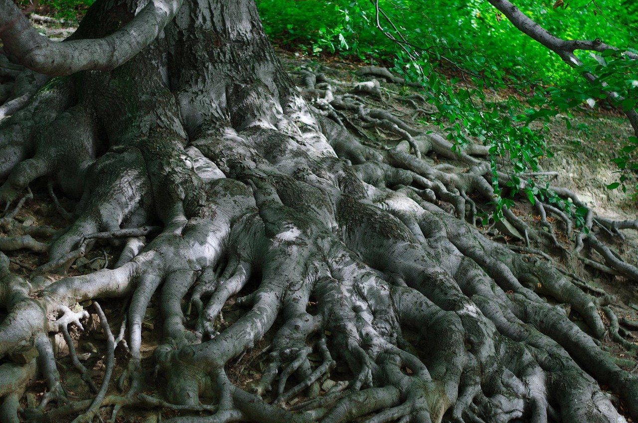 Why the Strongest Trees Have the Deepest Roots, Not the Tallest Trunks
