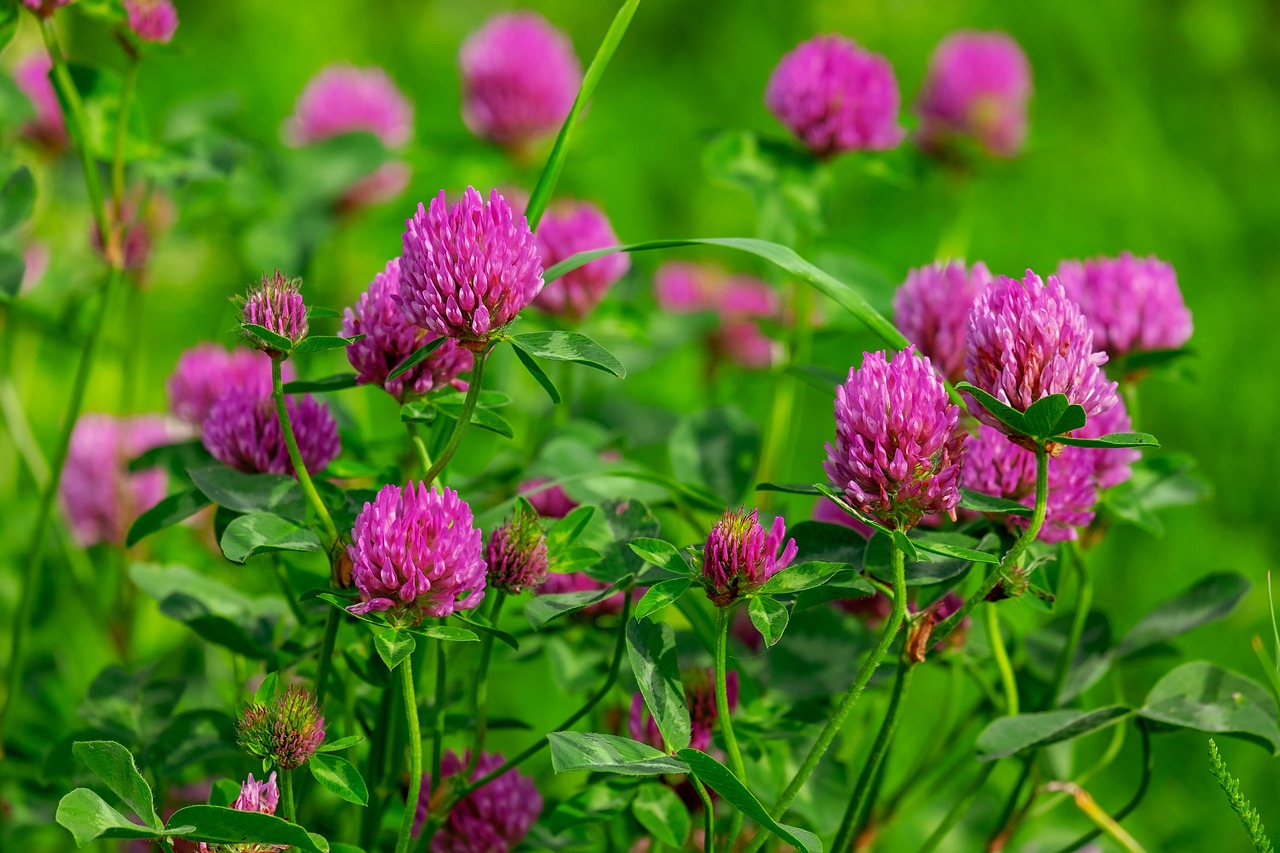 Wildflower Wisdom: Blooming in the Conditions You Actually Have